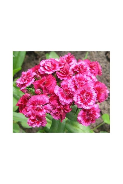 Гвоздика садова (багаторічник)